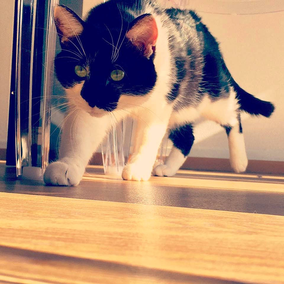 Plume a rejoint le concours — aidez-le/la à gagner de superbes lots ! aegean_cat, american_wirehair, asian, carnivore, cat, domestic_short_haired_cat, european_shorthair, eye, felidae, floor, flooring, fur, kitten, mammal, paw, polydactyl_cat, small_to_medium_sized_cats, snout, tail, whiskers