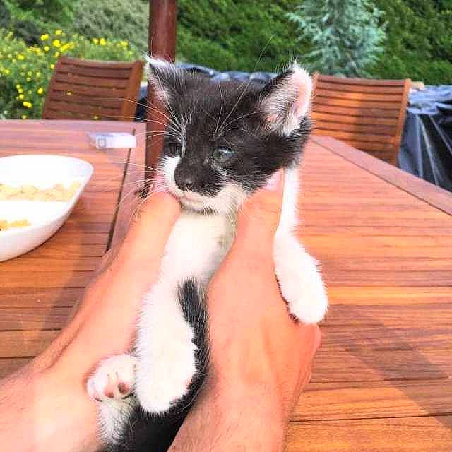 Plume a rejoint le concours — aidez-le/la à gagner de superbes lots ! carnivore, cat, domestic_short_haired_cat, felidae, kitten, mammal, polydactyl_cat, small_to_medium_sized_cats, whiskers