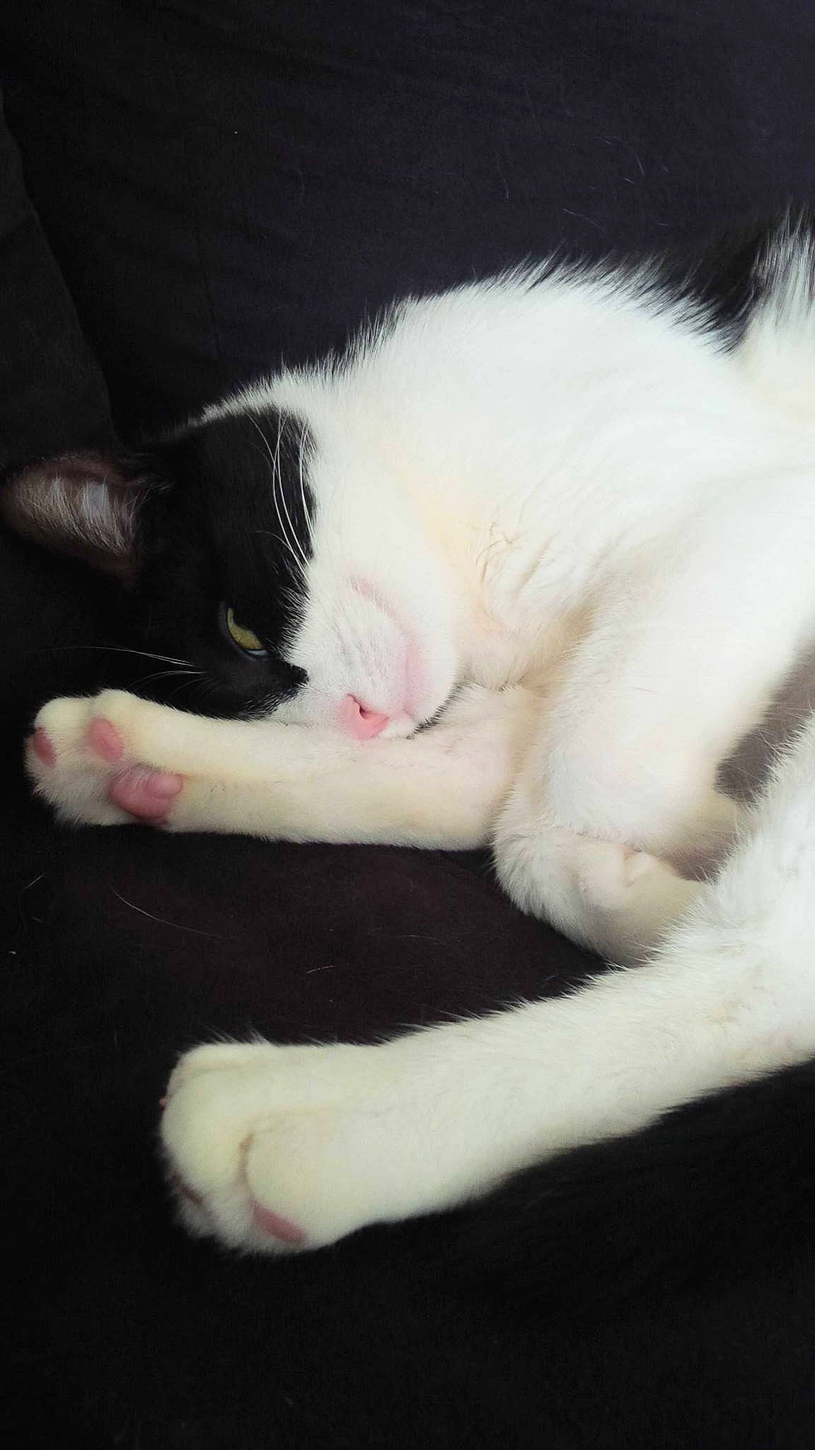 Channel a rejoint le concours — aidez-le/la à gagner de superbes lots ! black_and_white, carnivore, cat, claw, felidae, fur, kitten, leg, paw, polydactyl_cat, skin, sleep, small_to_medium_sized_cats, tail, turkish_angora, turkish_van, whiskers, white