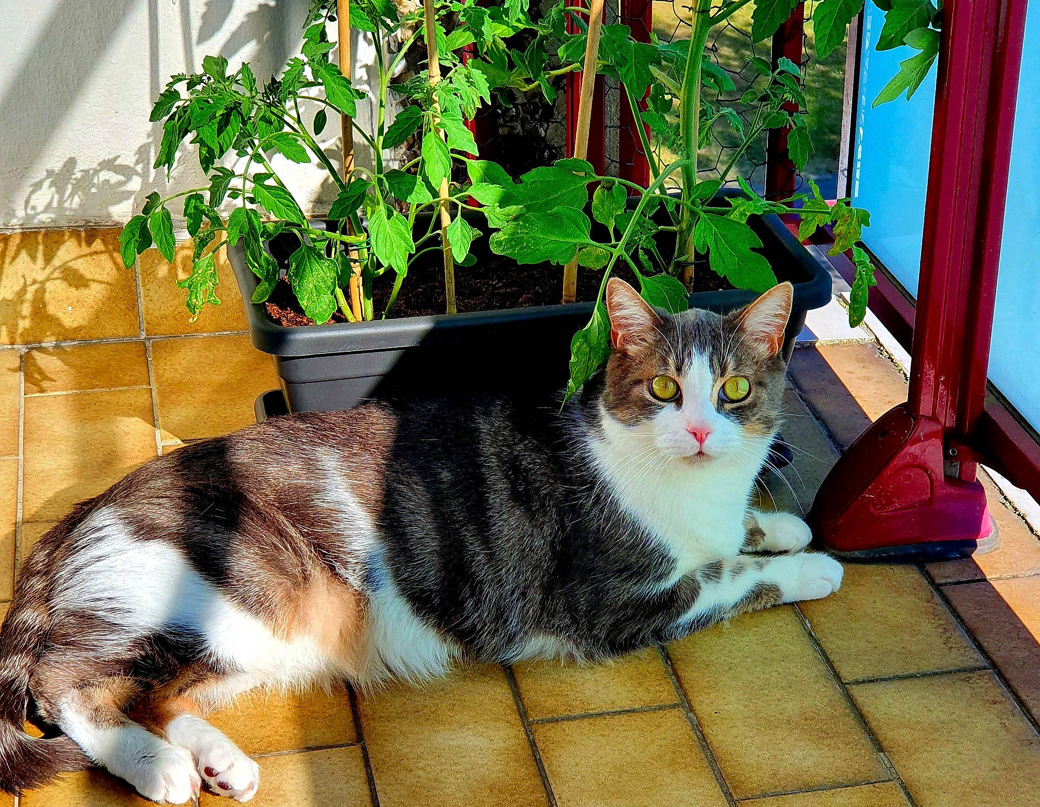 Scrat a rejoint le concours — aidez-le/la à gagner de superbes lots ! aegean_cat, american_shorthair, american_wirehair, asian, carnivore, cat, domestic_short_haired_cat, european_shorthair, eye, felidae, fur, kitten, mammal, plant, polydactyl_cat, small_to_medium_sized_cats, tabby_cat, tree, whiskers, window