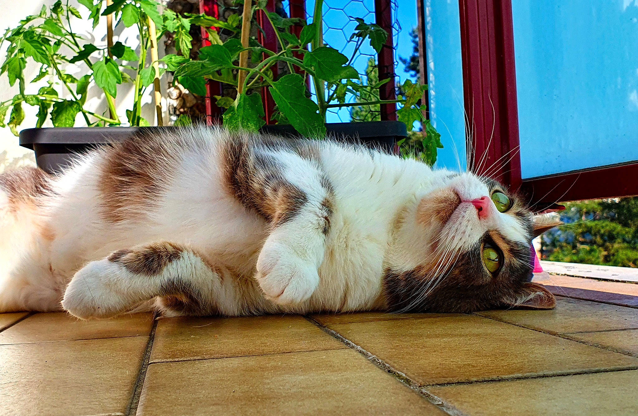 Scrat participe au concours pour gagner de l'argent avec cette photo : aegean_cat, canidae, carnivore, cat, claw, felidae, floor, flooring, fur, mammal, paw, plant, small_to_medium_sized_cats, snout, tail, thai_bangkaew_dog, whiskers