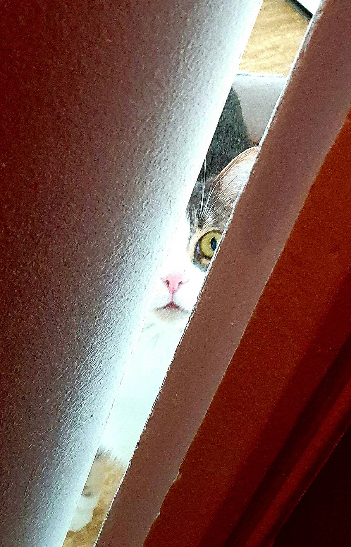 Scrat a rejoint le concours — aidez-le/la à gagner de superbes lots ! carnivore, cat, ceiling, eye, felidae, light, pink, small_to_medium_sized_cats, whiskers, white, window