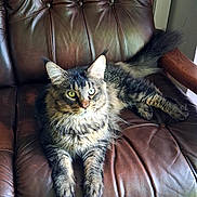 Arlot participe au concours pour gagner de l'argent avec cette photo : cat, tabby, fluffy, long_hair, pet, animal, green_eyes, whiskers, ears, tail, sitting, lounging, leather_chair, armchair, indoor, furniture, portrait, close_up, relaxed, brown_gray_fur