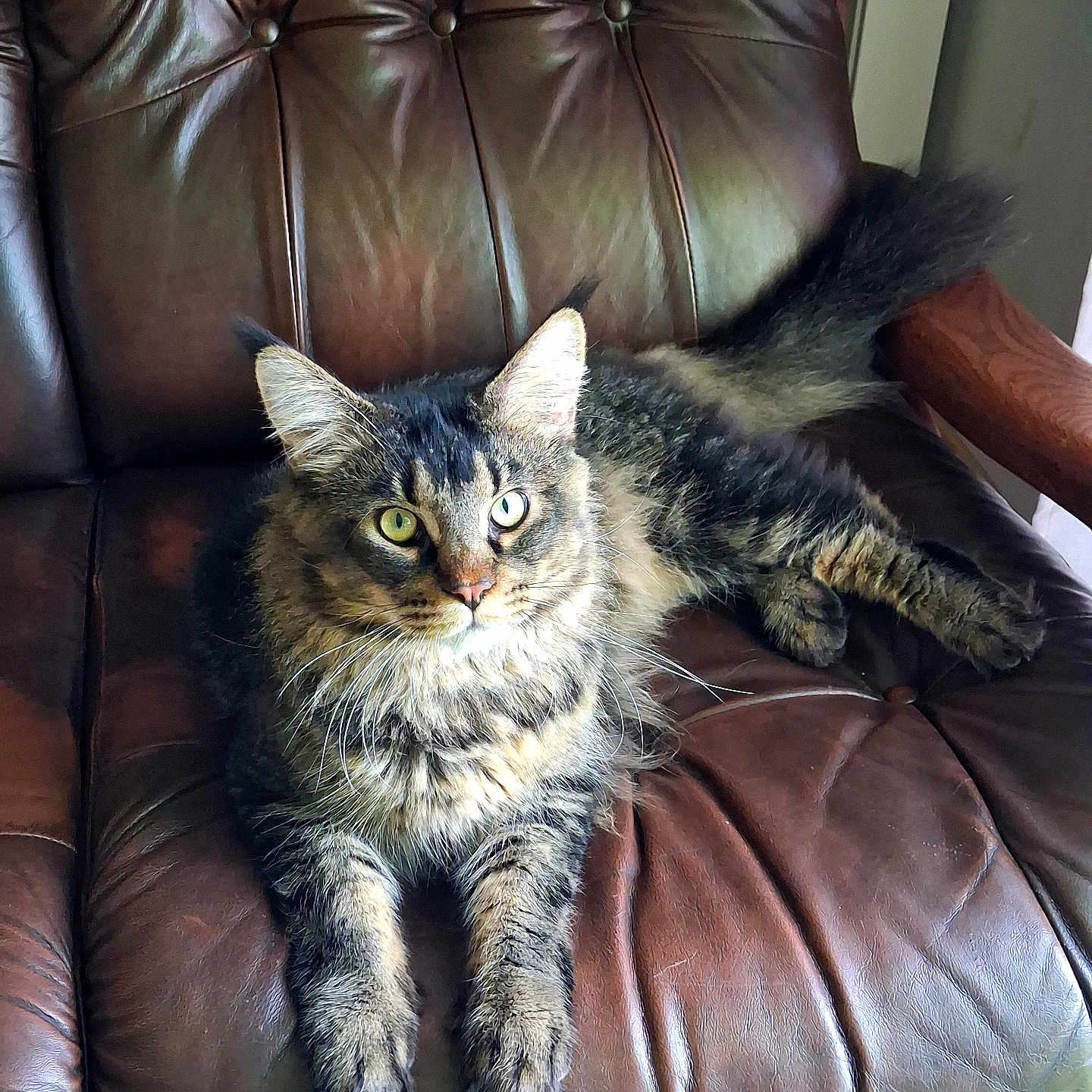 Arlot participe au concours pour gagner de l'argent avec cette photo : cat, tabby, fluffy, long_hair, pet, animal, green_eyes, whiskers, ears, tail, sitting, lounging, leather_chair, armchair, indoor, furniture, portrait, close_up, relaxed, brown_gray_fur