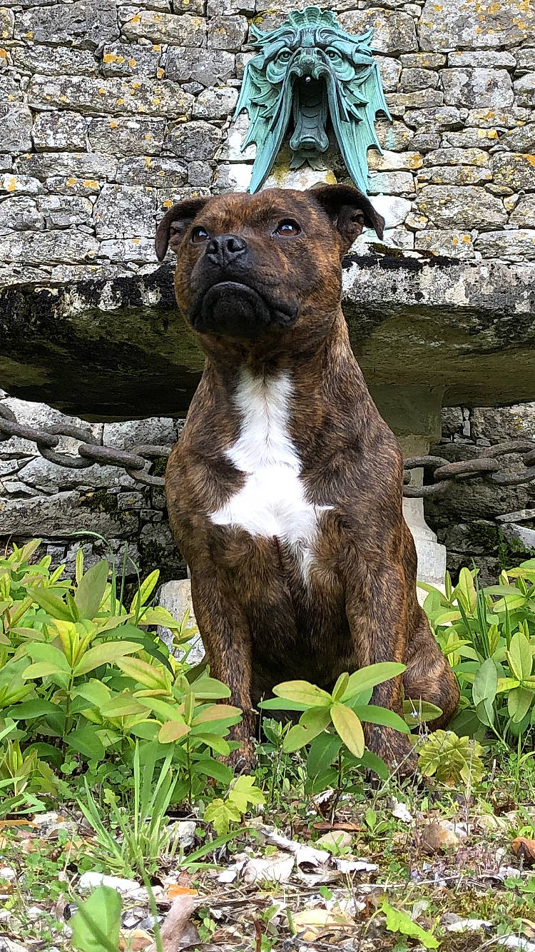 Joke a rejoint le concours — aidez-le/la à gagner de superbes lots ! alaunt, american_pit_bull_terrier, american_staffordshire_terrier, canidae, carnivore, dog, dog_breed, fawn, mammal, molosser, non_sporting_group, perro_de_presa_canario, plant, staffordshire_bull_terrier, vertebrate