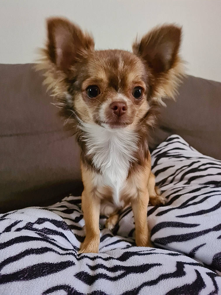 Perle a rejoint le concours — aidez-le/la à gagner de superbes lots ! canidae, carnivore, chihuahua, companion_dog, dog, dog_breed, fawn, mammal, puppy, russkiy_toy, snout, toy_dog, vertebrate