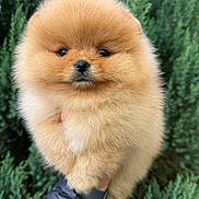 Aylie participe au concours pour gagner de l'argent avec cette photo : dog, puppy, pomeranian, fluffy, cute, animal, pet, outdoor, greenery, nature, fur, small, adorable, face, closeup, hand, holding, portrait, young, expression