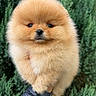 dog, puppy, pomeranian, fluffy, cute, animal, pet, outdoor, greenery, nature, fur, small, adorable, face, closeup, hand, holding, portrait, young, expression