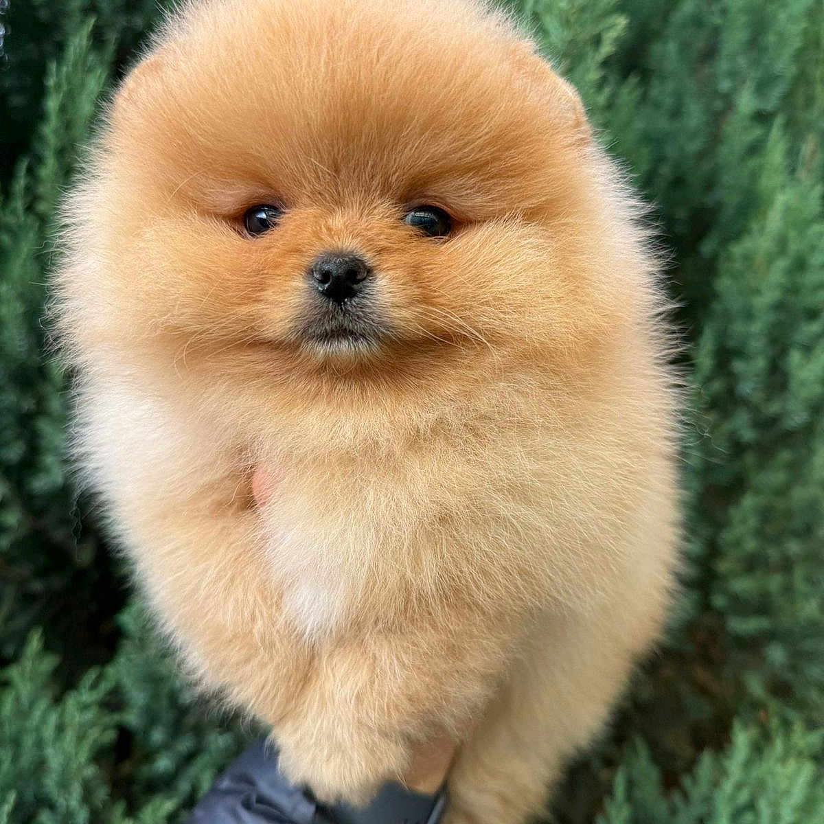 Aylie participe au concours pour gagner de l'argent avec cette photo : dog, puppy, pomeranian, fluffy, cute, animal, pet, outdoor, greenery, nature, fur, small, adorable, face, closeup, hand, holding, portrait, young, expression