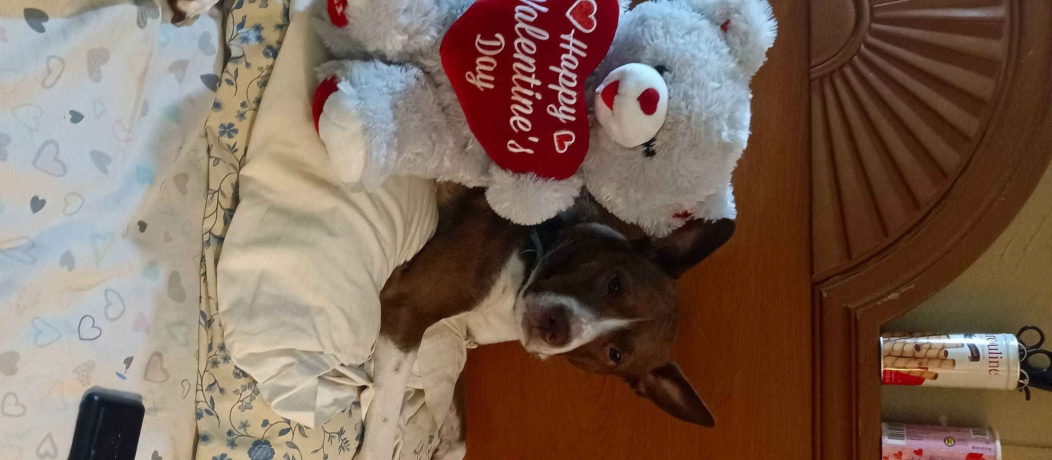 Lucky joined the competition — help win amazing prizes! canidae, carmine, carnivore, collar, companion_dog, dog, dog_breed, event, fawn, fur, livestock, plush, sheep, snout, sporting_group, stuffed_toy, terrestrial_animal, toy, working_animal