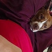 Lucky is registered to the contest to win money with this photo: analog_watch, basenji, carnivore, clock, comfort, companion_dog, dog, dog_breed, ear, fashion_accessory, fawn, human_leg, jaw, jewellery, snout, sporting_group, watch, whiskers, working_animal, wrist