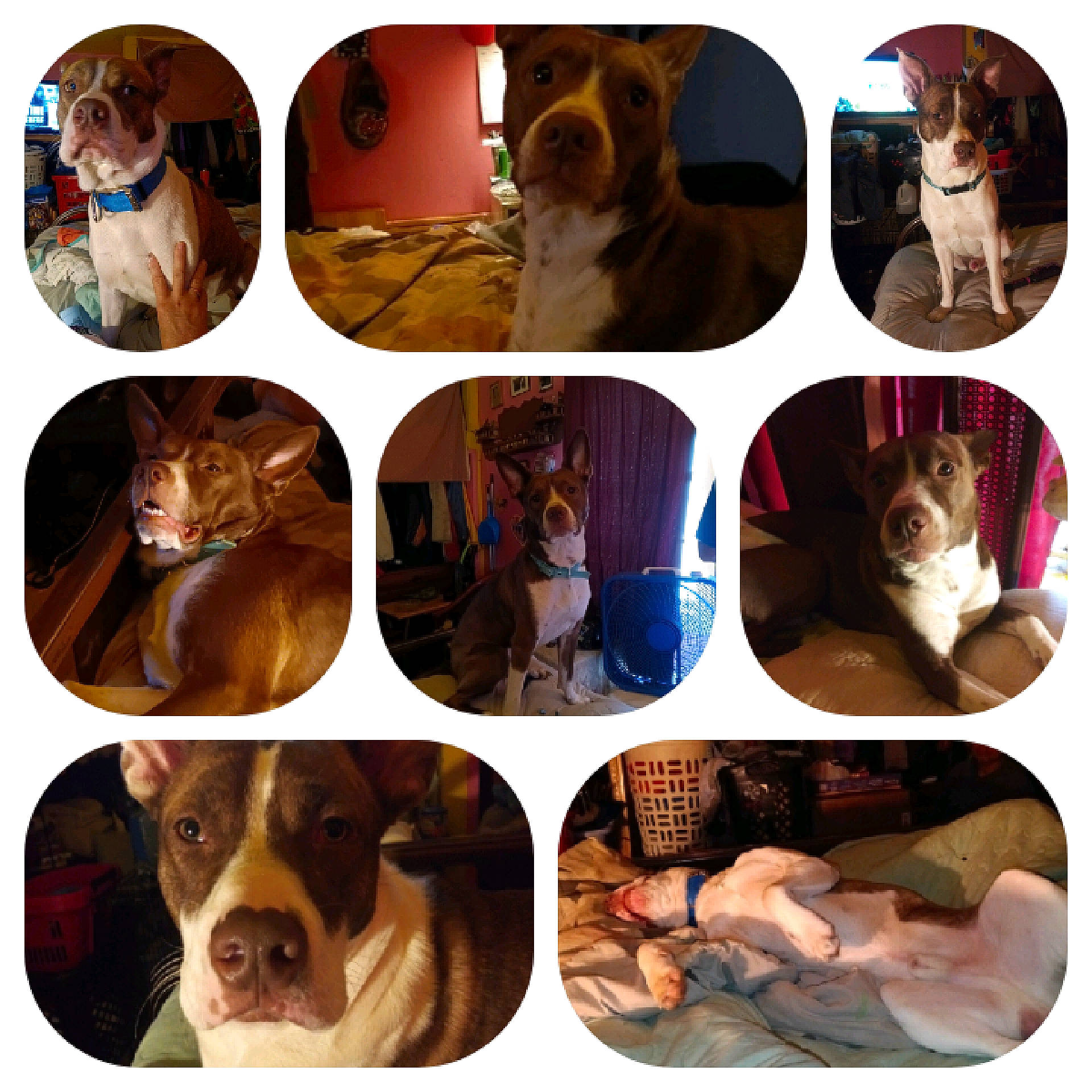 Domino is registered to the contest to win money with this photo: art, carnivore, circle, collage, companion_dog, dog, dog_breed, fawn, font, fur, mammal, photograph, photography, selfie, sleeve, snout, sporting_group, stock_photography, vertebrate, working_animal