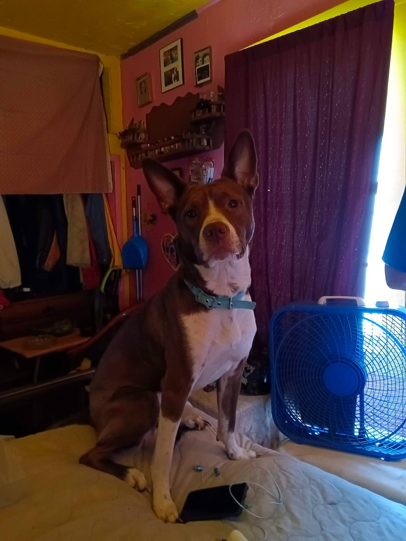 Lucky is registered to the contest to win money with this photo: canidae, carnivore, chair, collar, comfort, companion_dog, curtain, dog, dog_breed, dog_collar, dog_supply, fawn, flooring, guard_dog, pet_supply, picture_frame, snout, whiskers, window, working_animal