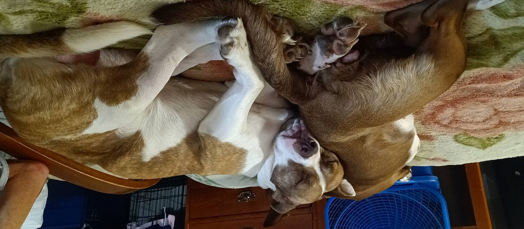 Domino joined the competition — help win amazing prizes! canidae, carnivore, comfort, companion_dog, dog, dog_breed, ear, fawn, felidae, fur, liver, mammal, plant, small_to_medium_sized_cats, snout, sporting_group, vertebrate, whiskers, wood, working_animal