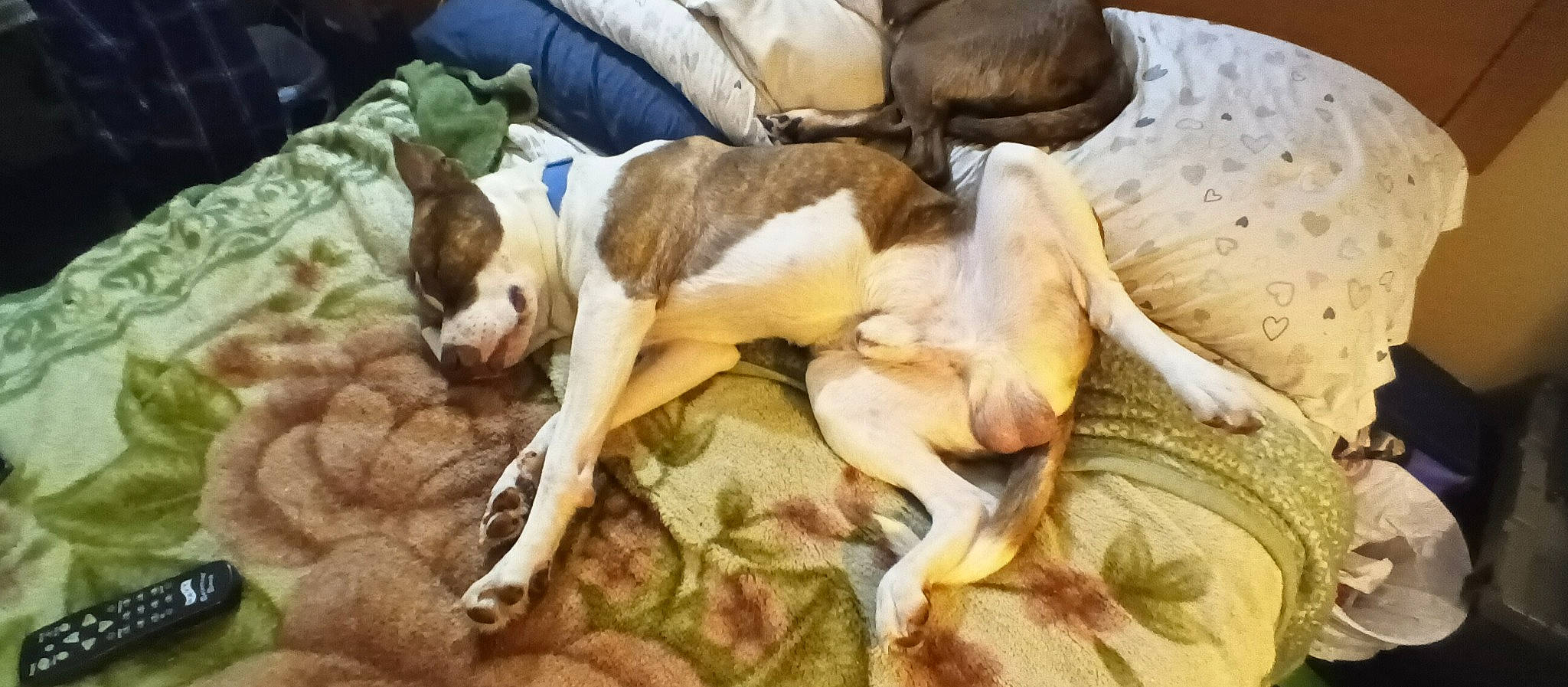 Domino joined the competition — help win amazing prizes! canidae, carnivore, comfort, companion_dog, dog, dog_breed, fawn, fur, linens, nap, non_sporting_group, sporting_group, tail, terrestrial_animal, toy_dog, working_animal