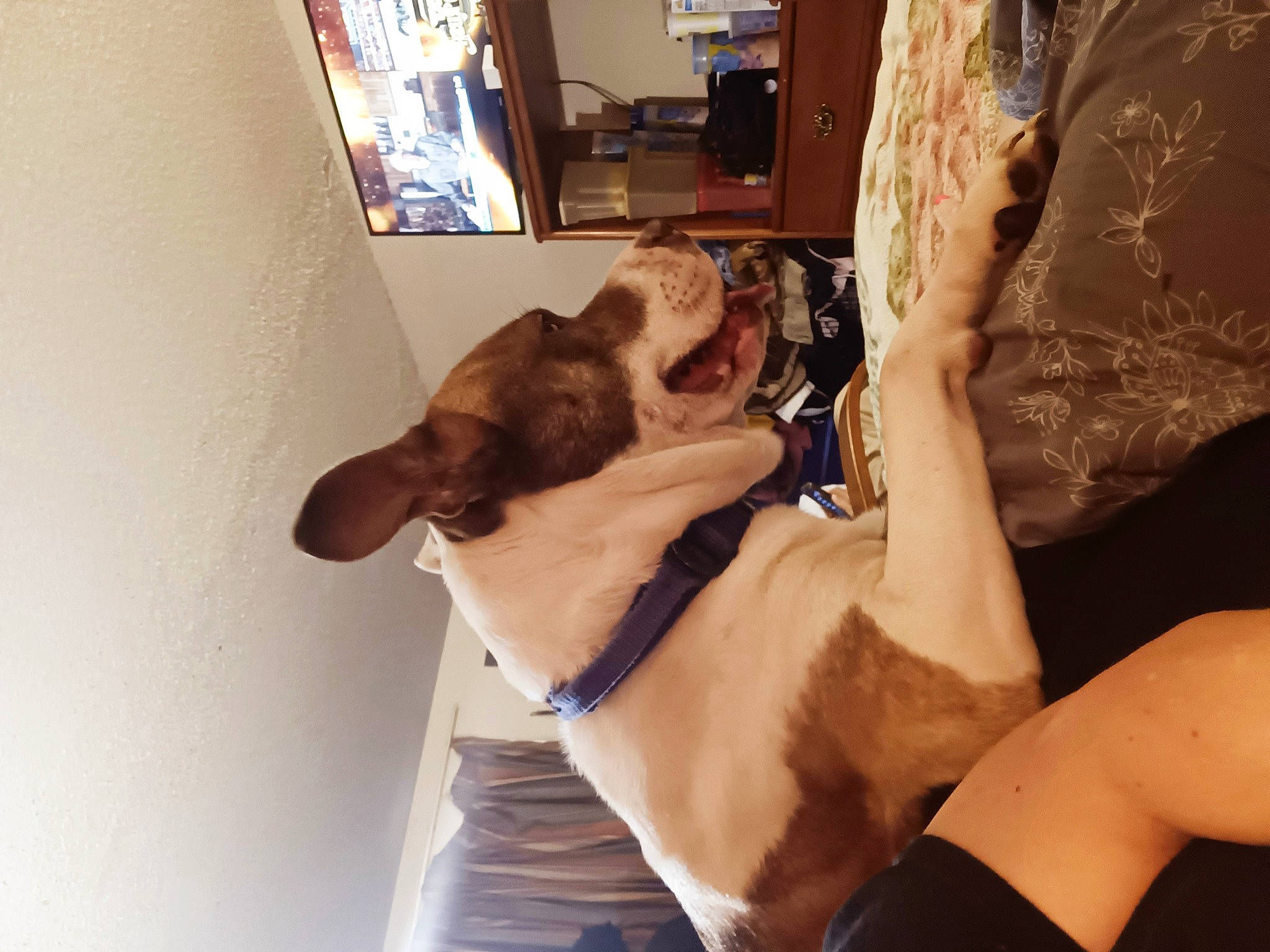 Domino is registered to the contest to win money with this photo: canidae, carnivore, comfort, companion_dog, couch, dog, dog_breed, elbow, fawn, felidae, fun, fur, gesture, human_leg, picture_frame, room, small_to_medium_sized_cats, sporting_group, thigh, wrist