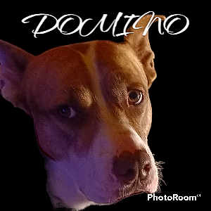 Dimino