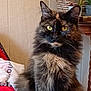 Lyly participe au concours pour gagner de l'argent avec cette photo : animal, basket, cat, closeup, companion, cozy, curious, domestic, eyes, feline, fur, houseplant, indoor, mammal, pet, portrait, sitting, table, tortoiseshell, whiskers