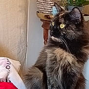 Lyly participe au concours pour gagner de l'argent avec cette photo : animal, cat, closeup, curious, domestic, fabric, feline, fluffy, fur, household, indoor, pet, plant, portrait, side_view, sitting, tortoiseshell, wicker_basket, wooden_table, yellow_eyes