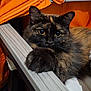 Lyly participe au concours pour gagner de l'argent avec cette photo : animal, cat, closeup, cozy, curious, cute, domestic, ears, eyes, feline, fur, indoor, orange_background, paw, pet, portrait, resting, tortoiseshell, whiskers, wooden_surface