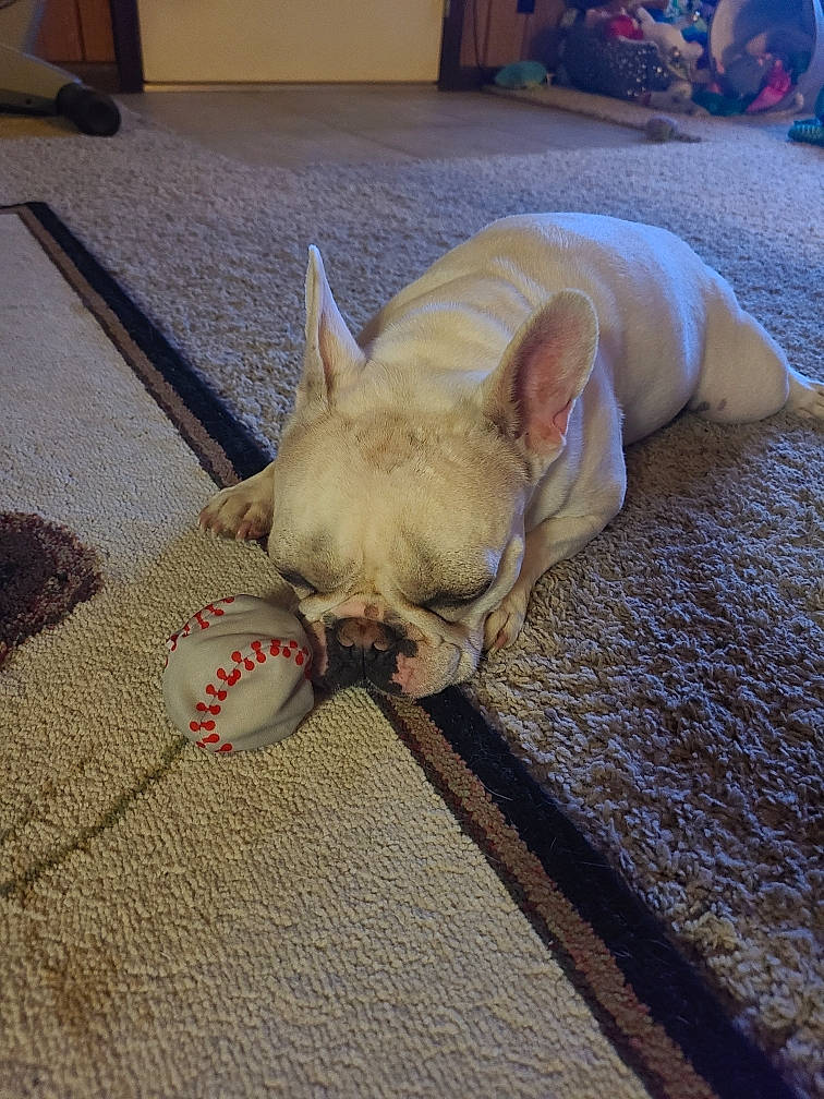 Bowie joined the competition — help win amazing prizes! canidae, carnivore, comfort, companion_dog, couch, dog, dog_breed, ear, fawn, flooring, picture_frame, snout, sporting_group, tail, terrestrial_animal, toy_dog, whiskers, wood, working_animal, wrinkle