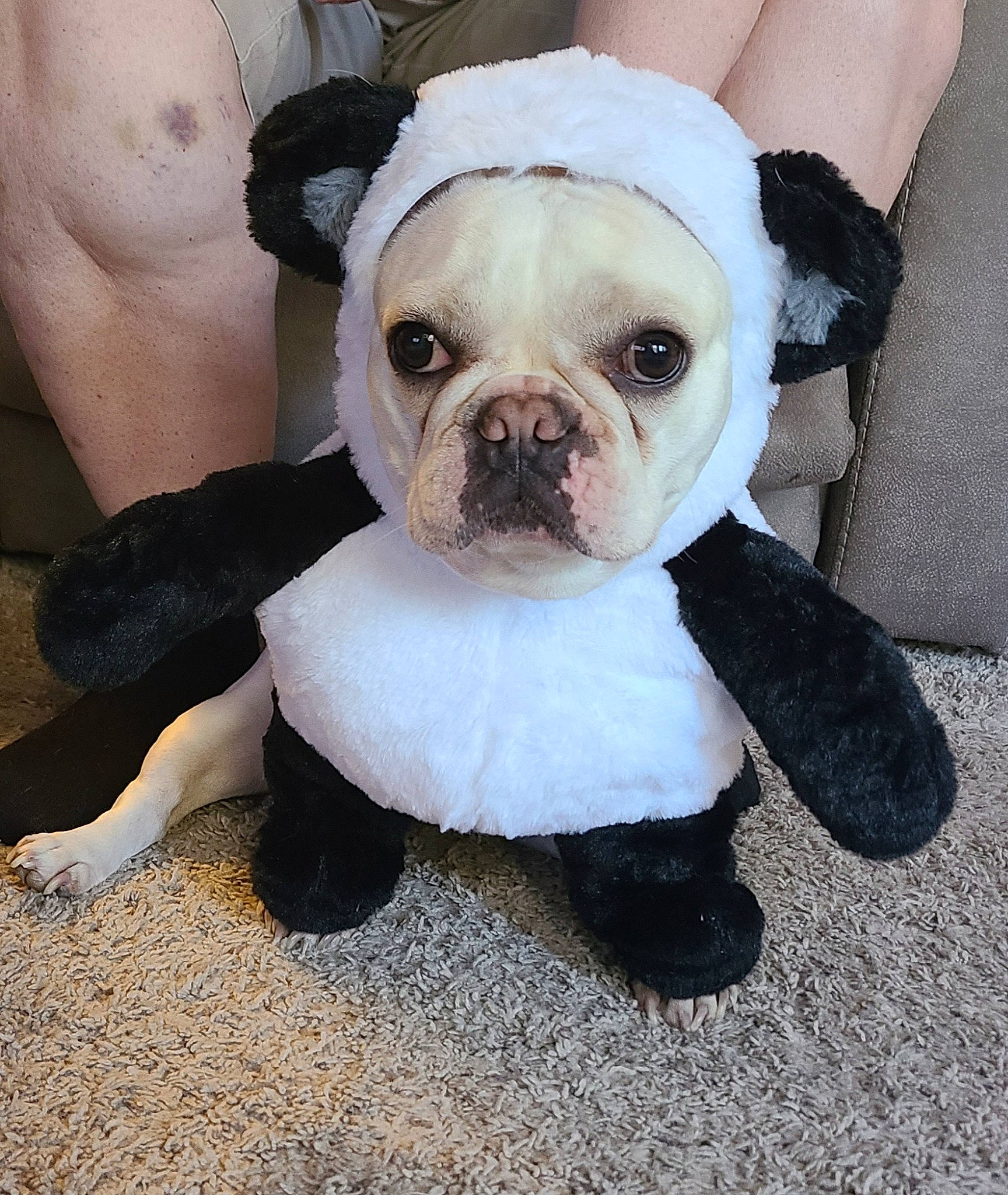 Bowie joined the competition — help win amazing prizes! bulldog, canidae, carnivore, comfort, companion_dog, dog, dog_breed, dog_clothes, dog_collar, dog_supply, fawn, flooring, fur, head, leash, snout, sporting_group, sunglasses, toy_dog, working_animal