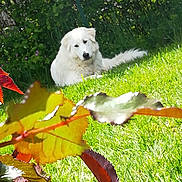 Nachka a rejoint le concours — aidez-le/la à gagner de superbes lots ! companion_dog, dog, dog_breed, dog_breed_group, dog_like_mammal, golden_retriever, grass, grass_family, lawn, leaf, plant, pomeranian, pungsan_dog, puppy, samoyed, spitz, sporting_group, tree