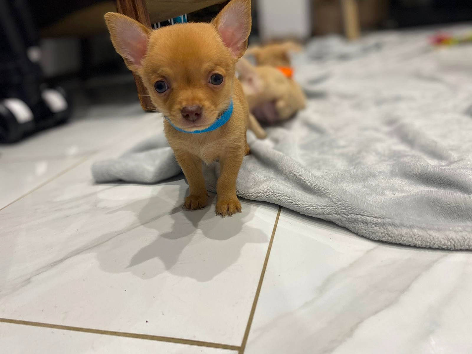 Biggie is registered to the contest to win money with this photo: canidae, carnivore, chihuahua, companion_dog, dog, dog_breed, eye, fawn, fur, linens, paw, snout, sporting_group, tail, terrestrial_animal, toy, toy_dog, whiskers, wood, working_animal