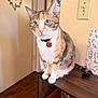 cat, calico_cat, pet, indoor, sitting, green_eyes, collar, name_tag, whiskers, paws, tail, wooden_table, hardwood_floor, door, light_switch, wall_art, curious, portrait, cute, furniture
