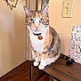 cat, calico_cat, pet, collar, id_tag, green_eyes, whiskers, sitting, wooden_shelf, table_top, indoor, light_switch, wall, door, floor, tail, paws, canned_food, artwork, patterned_paper