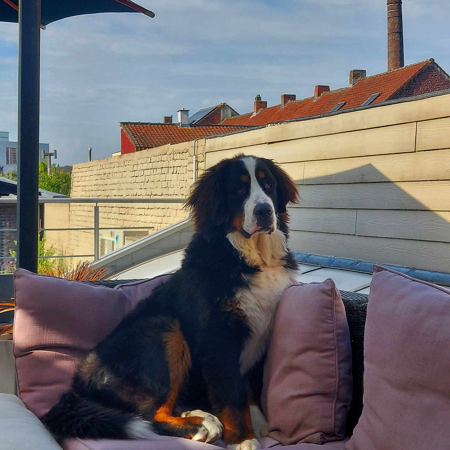 Uno a rejoint le concours — aidez-le/la à gagner de superbes lots ! animal, architecture, building, canine, chair, couch, cushion, dog, furniture, homedecor, house, housing, indoors, livingroom, neighborhood, outdoors, patio, pet, room, shelter