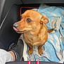 Hyden a rejoint le concours — aidez-le/la à gagner de superbes lots ! dog, brown_dog, pet, canine, car_interior, blanket, blue_blanket, shoe, footwear, person_leg, seat, car_seat, looking_sideways, tongue_out, cute, small_dog, indoor, vehicle, floor_mat, casual