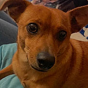 Hyden participe au concours pour gagner de l'argent avec cette photo : dog, brown_dog, pet, indoor, person, glasses, relaxing, furniture, blanket, closeup, face, ears, animal, canine, companion, casual, home, resting, cute, portrait