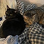 cat, black_cat, tabby_cat, pets, feline, animal, indoor, bed, blanket, plaid, cozy, resting, cute, fur, whiskers, ears, domestic_animal, companion, two_animals, relaxed