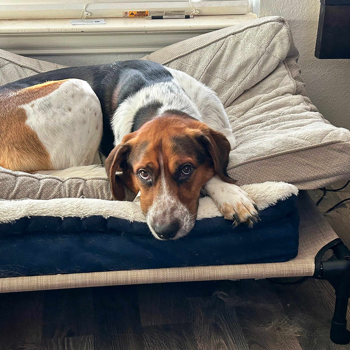 Chief joined the competition — help win amazing prizes! animal, beagle, canine, dog, dogbed, hound, pet
