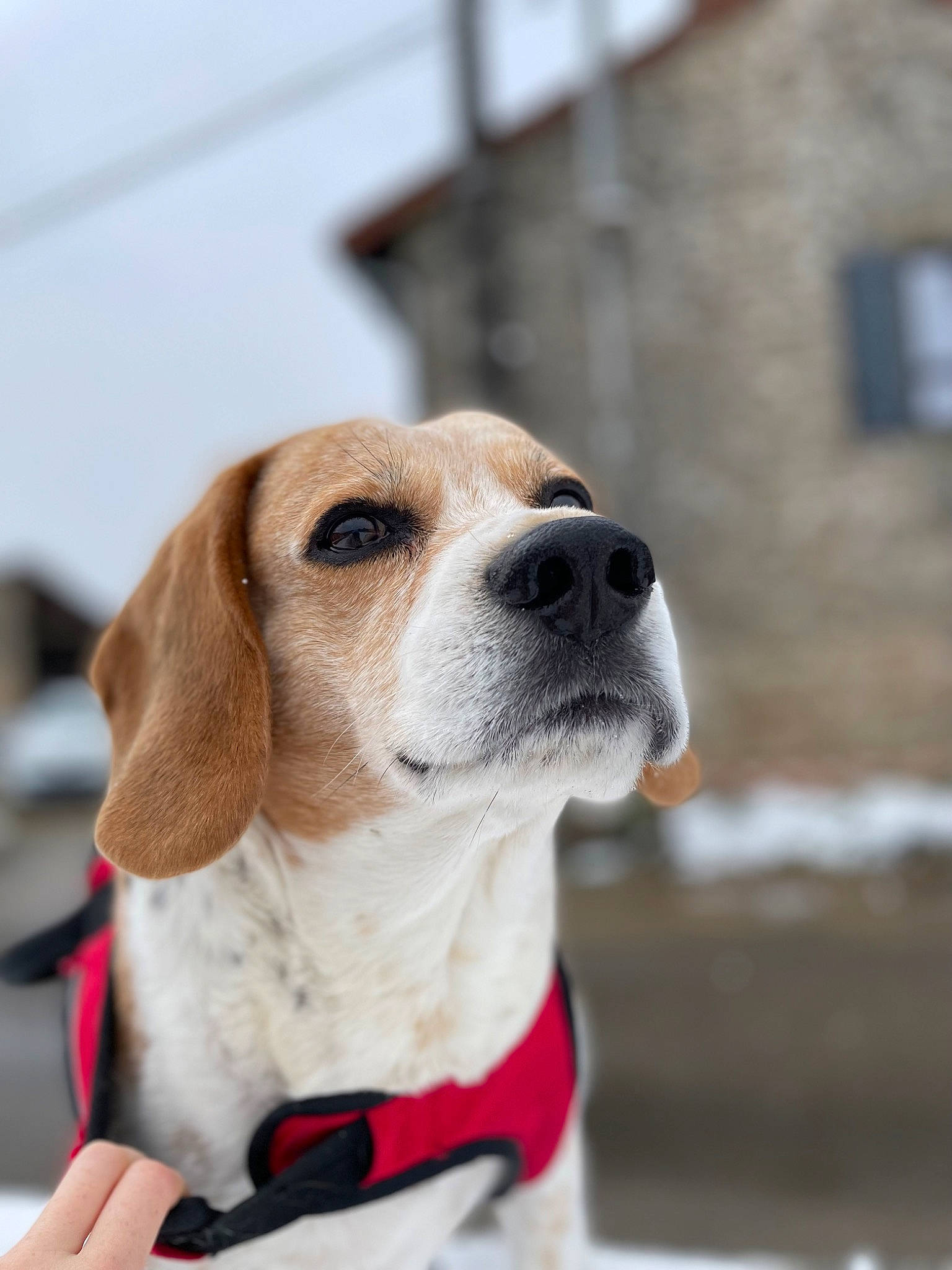Tobby participe au concours pour gagner de l'argent avec cette photo : beagle, beagle_harrier, canidae, carnivore, collar, companion_dog, dog, dog_breed, dog_collar, dog_supply, fawn, fur, hound, leash, pet_supply, scent_hound, snout, sporting_group, whiskers, window