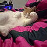 cat, orange_cat, white_cat, pet, sleeping, relaxed, lying_down, belly_up, paws, fur, whiskers, bed, bedroom, blanket, pink, black, cozy, indoor, nap, cute
