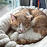 cat, sleeping, fluffy_bed, window, natural_light, orange_cat, white_cat, cozy, pet, indoor, curled_up, relaxed, cute, feline, resting, soft_texture, animal, quiet, domestic_cat, peaceful
