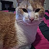 cat, orange_cat, white_cat, pet, animal, feline, closeup, portrait, whiskers, ears, eyes, nose, fur, short_hair, sitting, bed, bedspread, indoors, home, photography