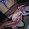 cat, kitten, orange_and_white, lying_down, belly_up, pet, animal, indoors, rug, cartoon_rug, pink, white, floor, wood_floor, furniture, table, drawer, cable, relaxed, portrait