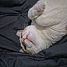 cat, white_cat, ginger_cat, sleeping, lounging, upside_down, paws, whiskers, pink_nose, furry, pet, bed, bedding, black_fabric, indoors, close_up, relaxed, cute, animal_portrait, cozy