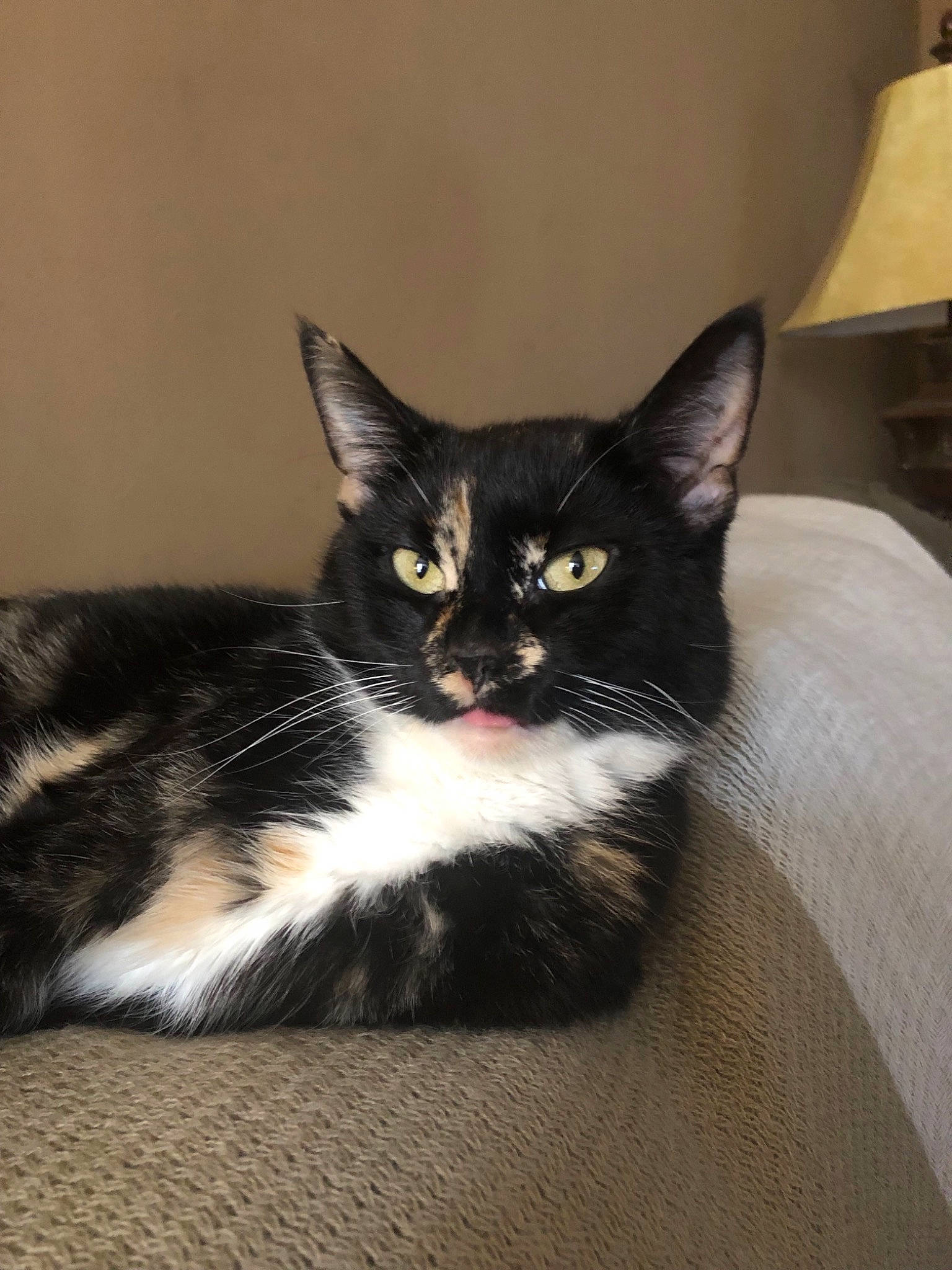 Tali is registered to the contest to win money with this photo: american_shorthair, american_wirehair, asian, black_cat, carnivore, cat, domestic_long_haired_cat, domestic_short_haired_cat, european_shorthair, felidae, fur, kitten, mammal, polydactyl_cat, small_to_medium_sized_cats, whiskers