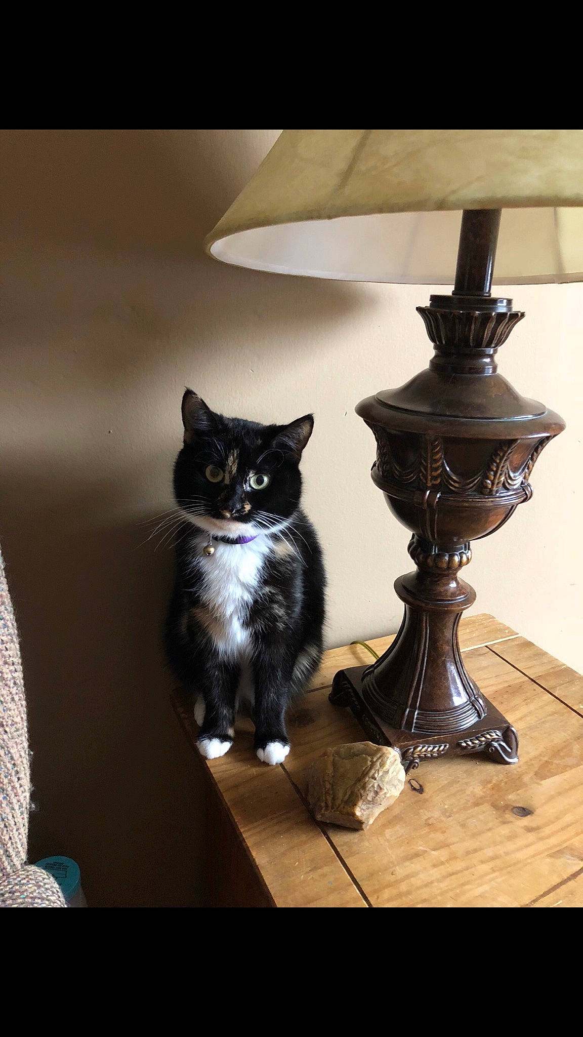 Tali is registered to the contest to win money with this photo: asian, carnivore, cat, domestic_short_haired_cat, felidae, floor, furniture, kitten, lighting_accessory, room, small_to_medium_sized_cats, table, whiskers