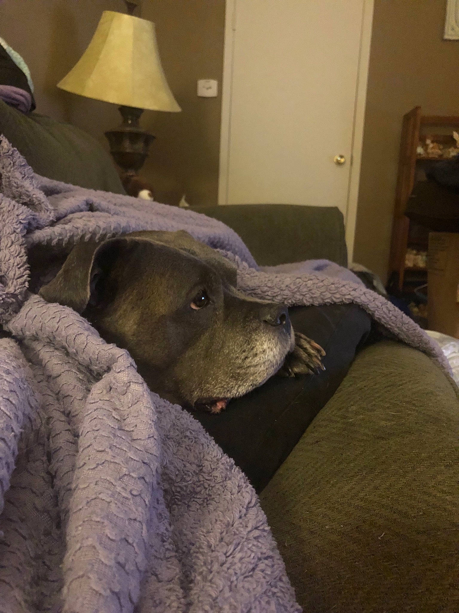 Bella joined the competition — help win amazing prizes! canidae, carnivore, dog, dog_breed, fawn, german_shorthaired_pointer, great_dane, pointer, pointing_breed, snout, sporting_group, weimaraner