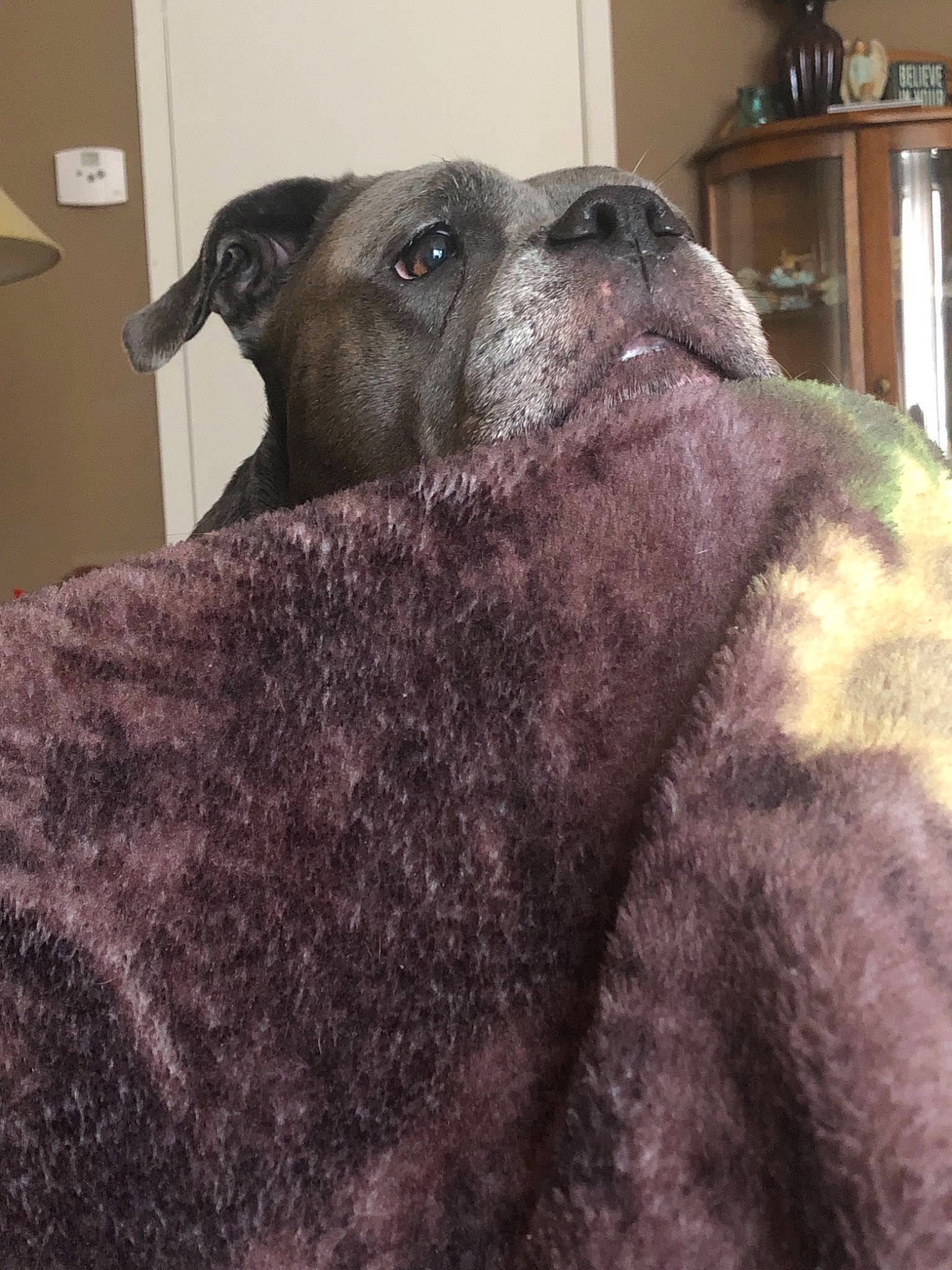 Bella joined the competition — help win amazing prizes! american_pit_bull_terrier, bandog, boxer, bullmastiff, canidae, carnivore, companion_dog, dog, dog_breed, fawn, mammal, non_sporting_group, snout, sporting_group, vertebrate