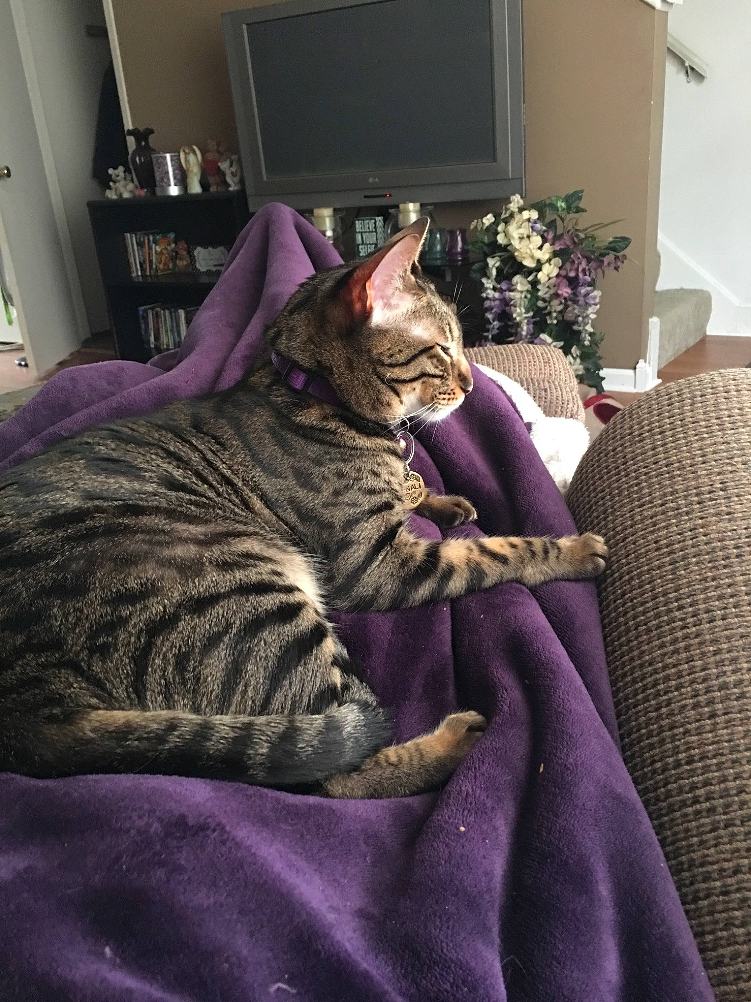 Denali is registered to the contest to win money with this photo: american_shorthair, asian, california_spangled, carnivore, cat, chausie, comfort, domestic_short_haired_cat, dragon_li, egyptian_mau, european_shorthair, felidae, fur, ocicat, pixie_bob, purple, small_to_medium_sized_cats, tabby_cat, toyger, whiskers
