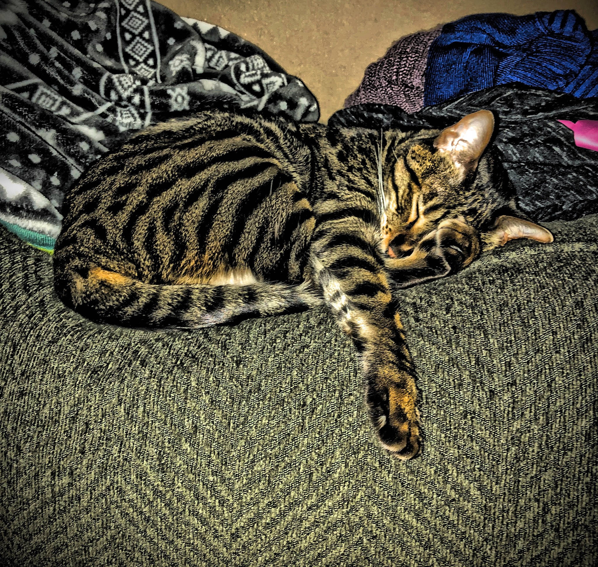 Denali joined the competition — help win amazing prizes! american_shorthair, asian, bengal, california_spangled, carnivore, cat, domestic_short_haired_cat, dragon_li, egyptian_mau, european_shorthair, felidae, fur, kitten, mammal, ocicat, small_to_medium_sized_cats, sokoke, tabby_cat, toyger, whiskers