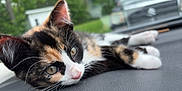 Winnie joined the competition — help win amazing prizes! animal, background_blur, calico, car, cat, close_up, cute, dashboard, fur, kitten, lying_down, nature, outdoor, pet, portrait, relaxed, soft_focus, vehicle, whiskers, young