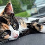 animal, background_blur, calico, car, cat, close_up, cute, dashboard, fur, kitten, lying_down, nature, outdoor, pet, portrait, relaxed, soft_focus, vehicle, whiskers, young
