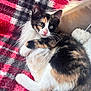 Winnie joined the competition — help win amazing prizes! animal, blanket, calico, cat, cozy, cute, domestic_cat, fur, furry, indoor, kitten, pet, pillow, pink_nose, plaid, relaxed, resting, soft, whiskers, young